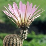 Echinocereus pectinatus JLcoll.1230.jpg